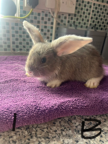 7 week old Lops