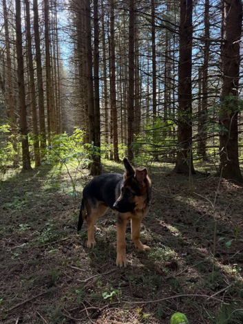 12 Months Old Gsd Male Available