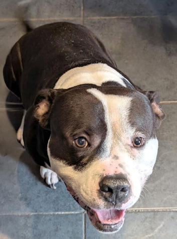 Friendly 8 year old bully cross, superb with children.  Looking for loving home to spend his retirement!