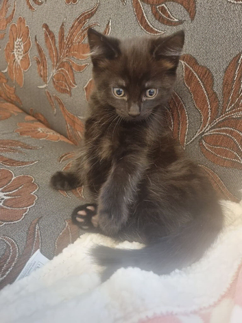 Kittens