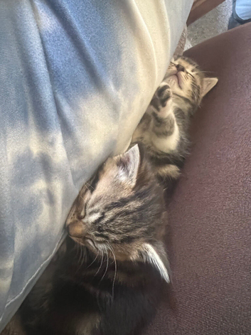 Mixed breed kittens