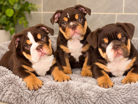 KC REGISTERED ENGLISH BULLDOG PUPPIES