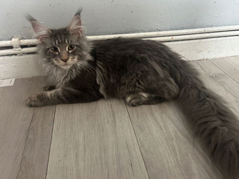 Maine coon boy