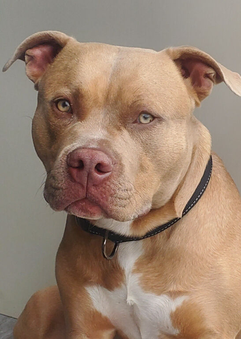 Standard bully for stud