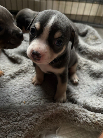 Pocket bully cross