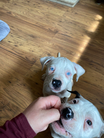 2 American bulldog x staffys