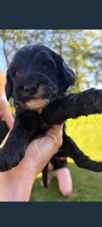 Cockapoo puppies for sale