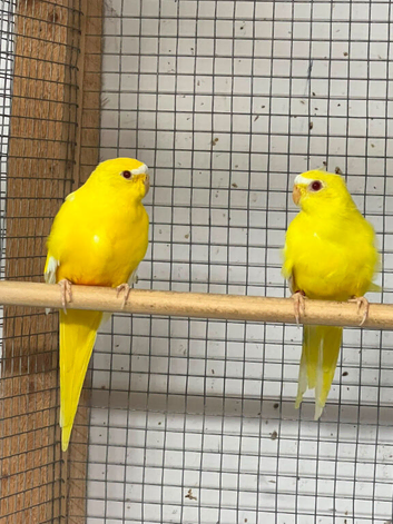 1 pair of lutino elegants.