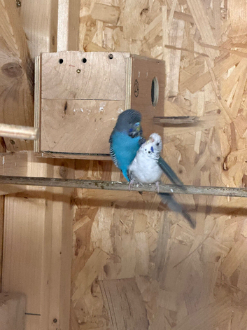 Blackface/blackwing and splits for sale