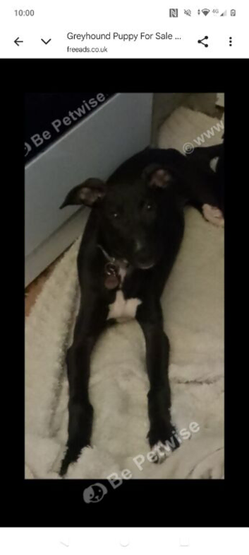 Female Greyhound Puppy