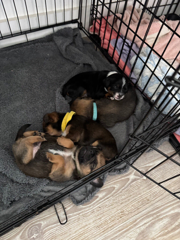 PUG X puppies for sale