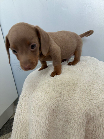 Miniature Dachshund Puppies For Sale