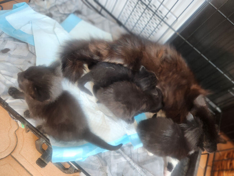 4 kittens for sale