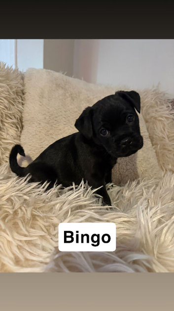 PugX Puppies