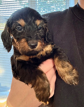Miniature Dachshunds