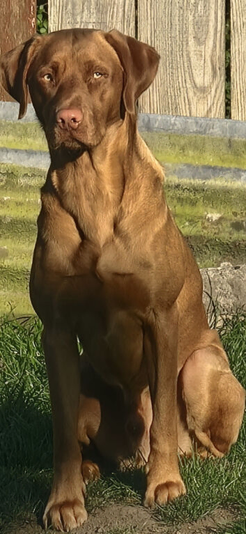 Dudley labrador for stud