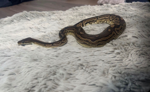 Female cinnamon ball python