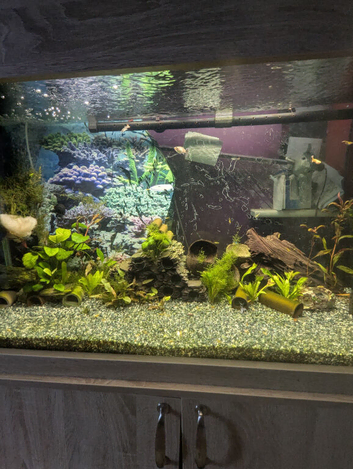 Guppy fry mix