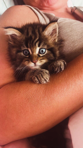 Maine coon x Scottish straight(URGENT)