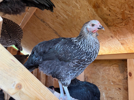 FREE RANGE POL HENS &ndash; AVAILABLE NOW