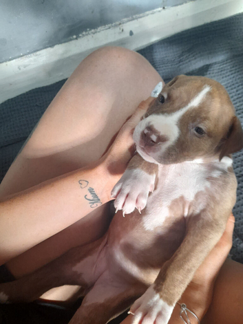 Updated,11 puppies 5 girls 6 boys rare Beautiful alpha blue bulldog puppies (born on the 25th)