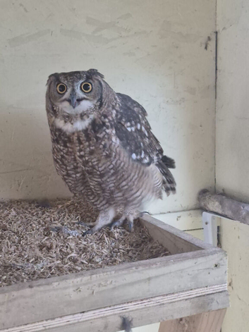 Pair of African spotted eagle owls
