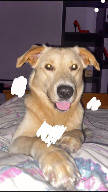 Labrador mixed with golden retriever