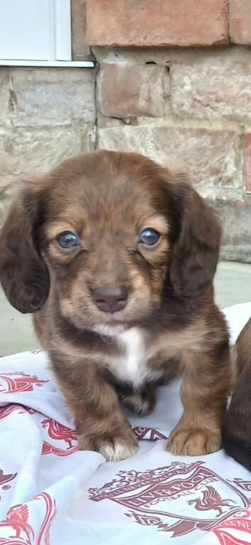 Beautiful miniature dachshunds