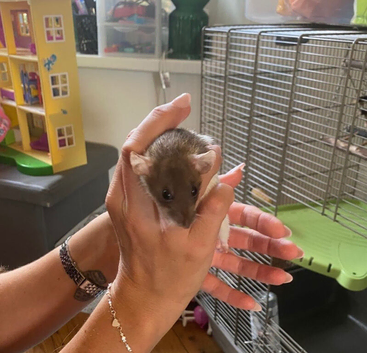 3 gorgeous boys looking for a new home