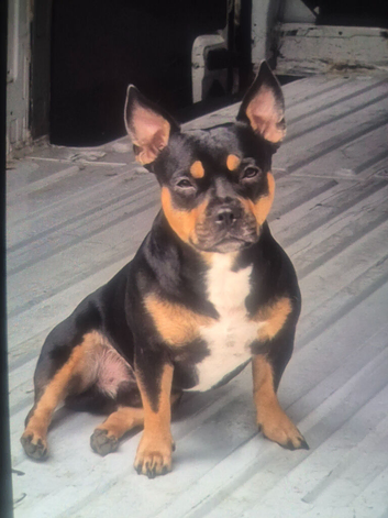 French bulldog/ jack russell