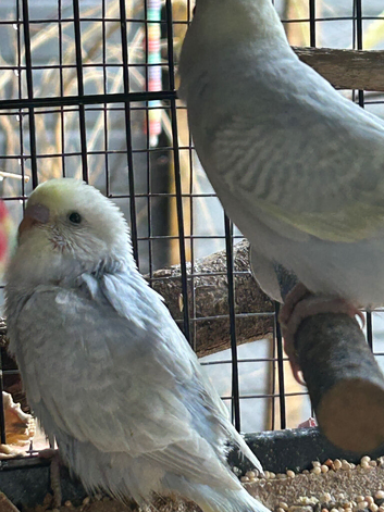 BEAUTIFUL BABY BUDGIES FOR SALE
