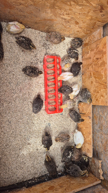 Coturnix quails 5 weeks old