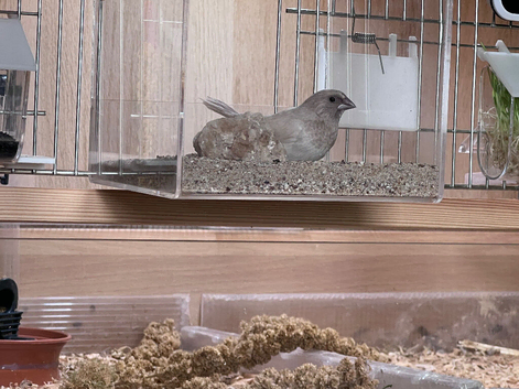 Bengalese Finch
