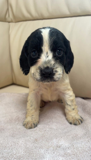 Cocker spaniel puppies
