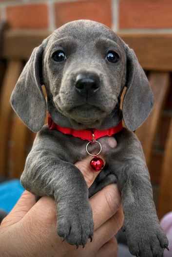 Stunning litter of Dachshunds