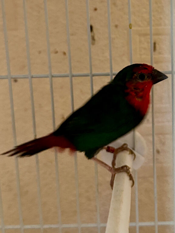 Red Parrot Finches