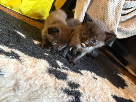 2 half Russian blue kittens!
