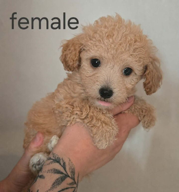 READY NOW! poochon pups