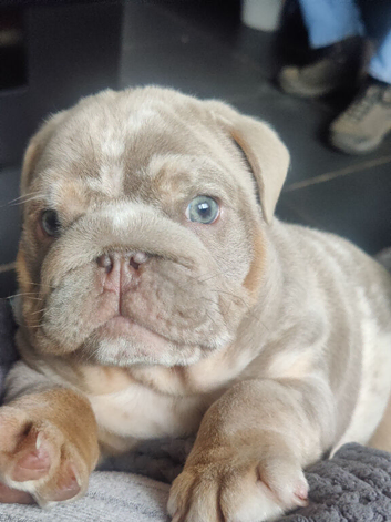 Quality bulldogs