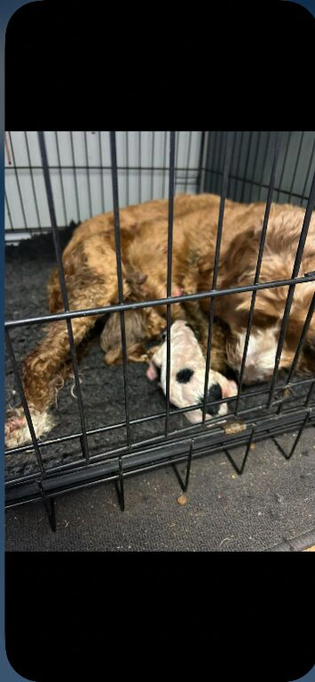 Cockapoo puppies for sale