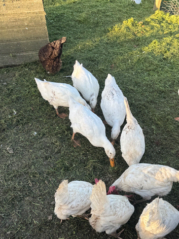 4 x white appleyard ducks