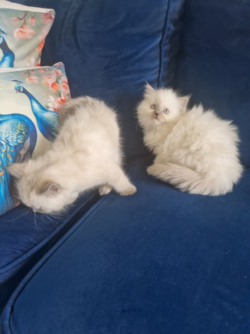 2 female ragdoll kittens
