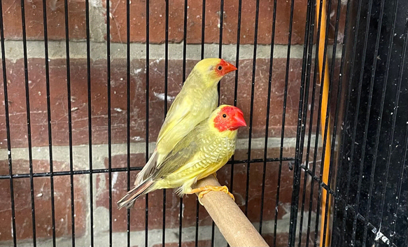 Pair of Star finches