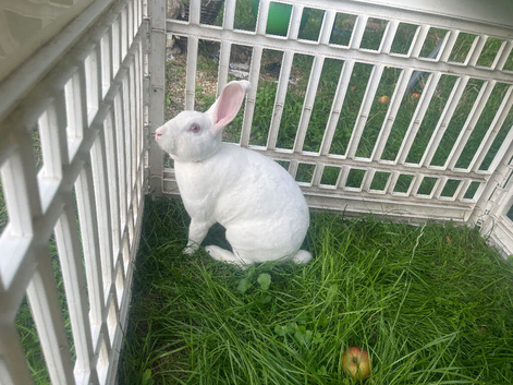 Standard Rex REW White Ermine Buck - 10 Months Old - Looking for a New Home