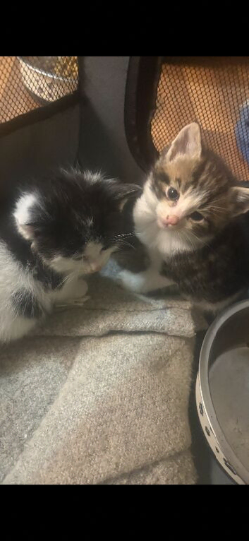 Beautiful kittens for sale