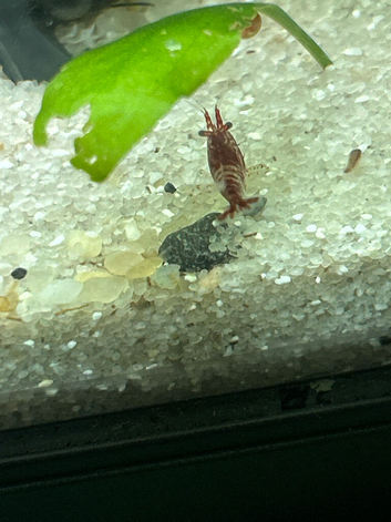 Shrimp