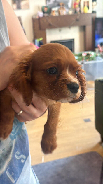 Cavalier King Charles Spaniel Puppy