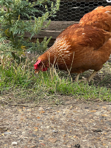 Two hens