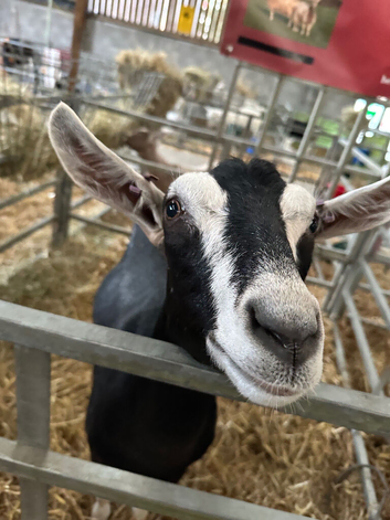 British Alpine goat