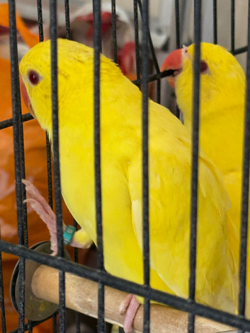 Handreared and SillyTame Lutino Ringneck Babies